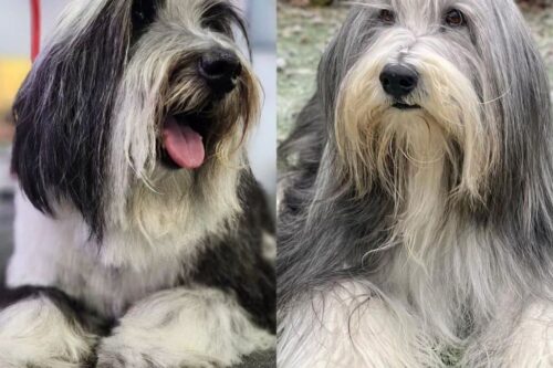 13 Creative Bearded Collie Haircut Styles