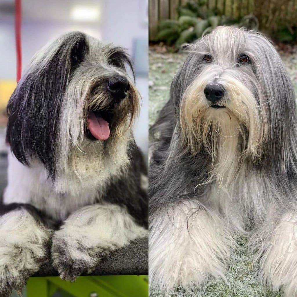 bearded collie haircut