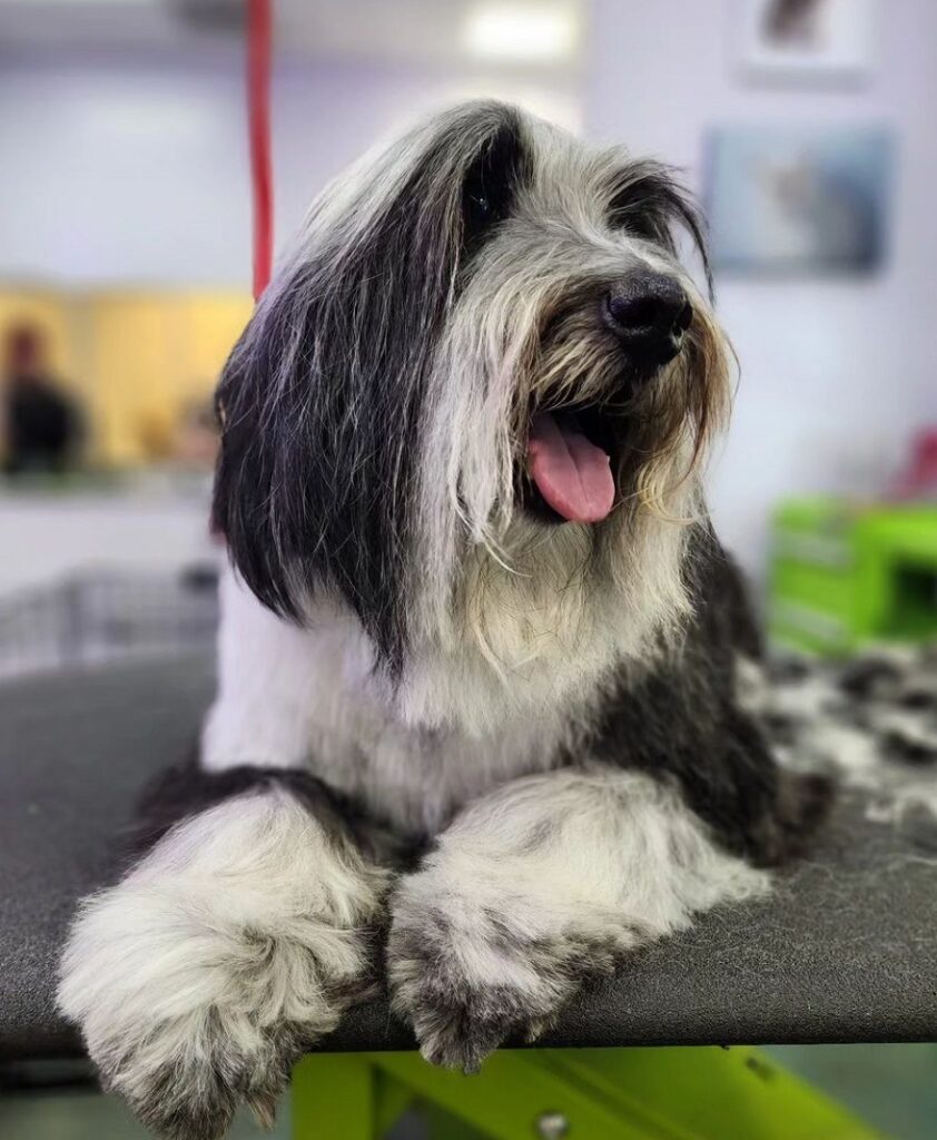 bearded collie with long hair