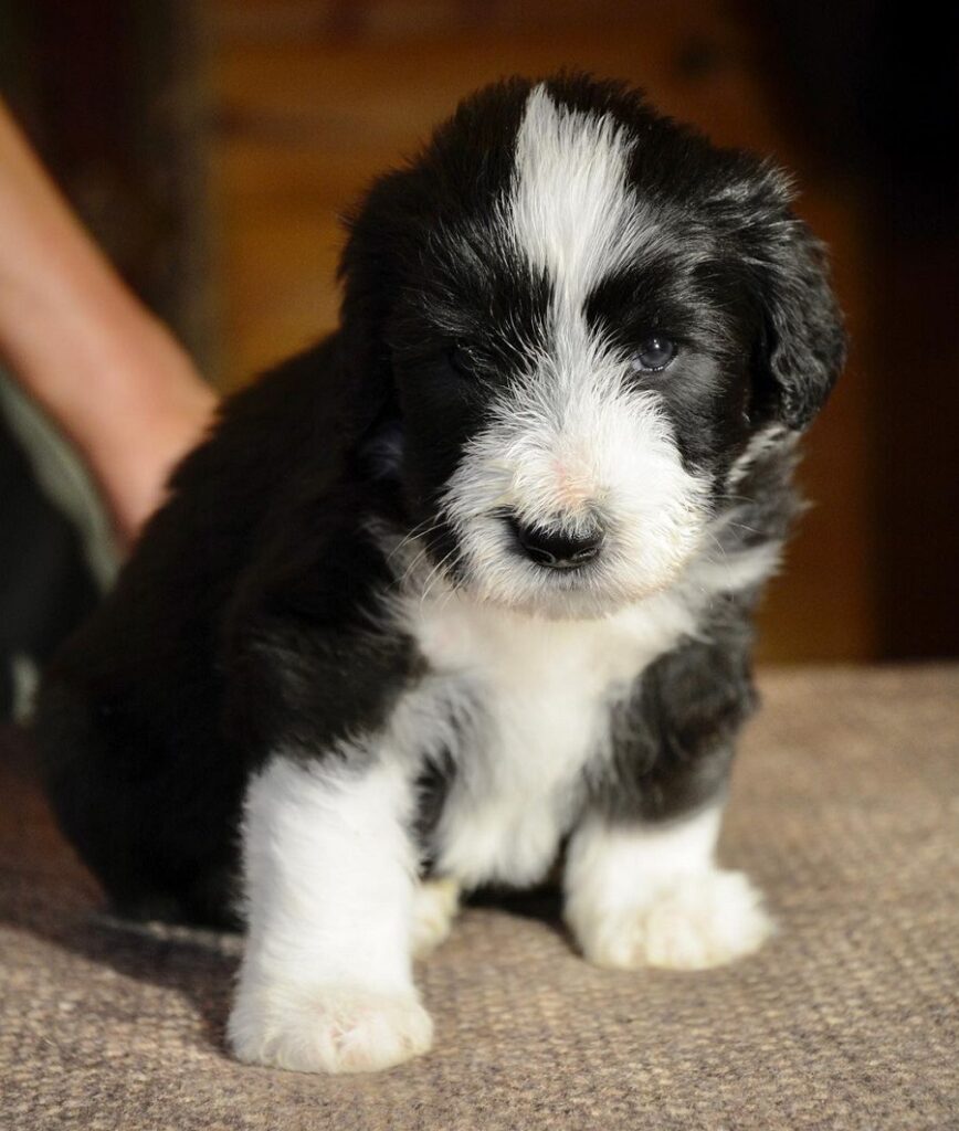 bearded collie with puppy cut