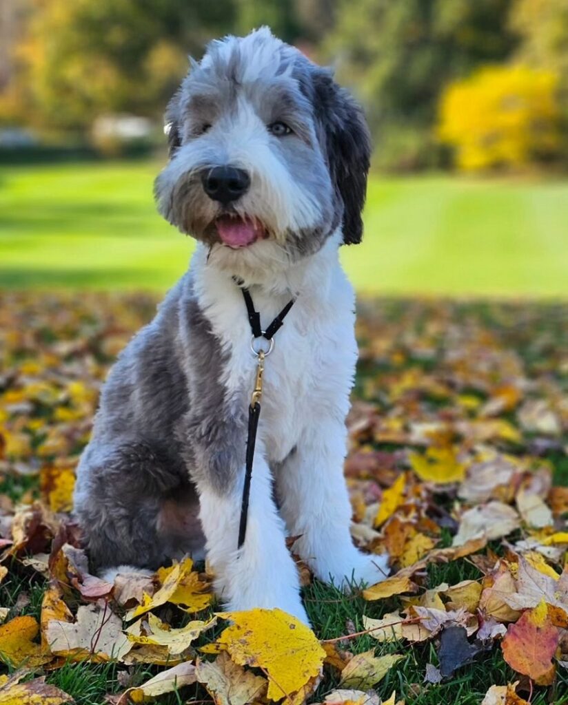 bearded collie with spring haircut