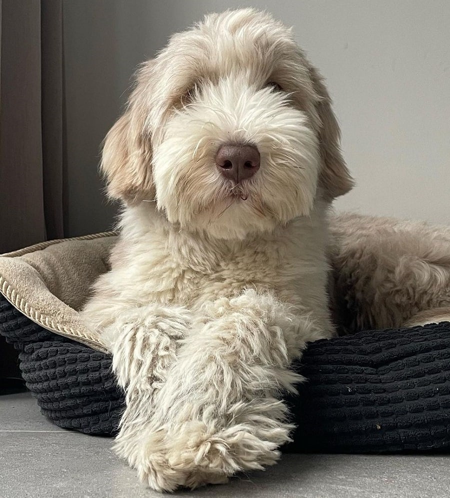 bearded collie with teddy bear cut