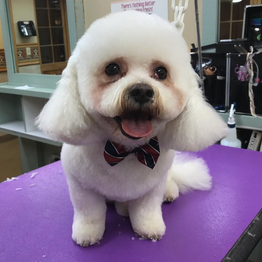 bichon frise long haircut