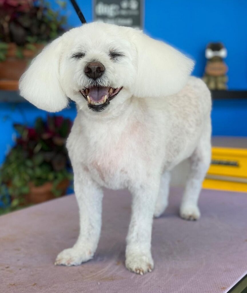 bichon frise puppy haircut