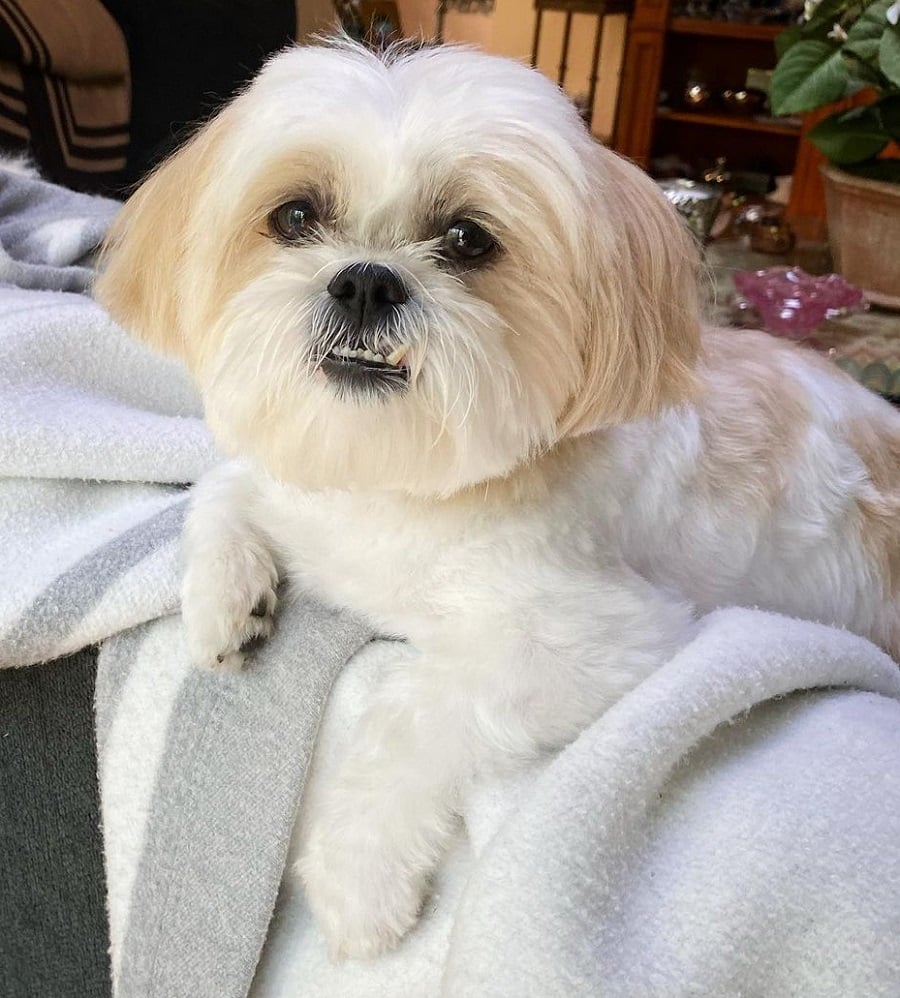 bichon frise and shiz tzu mixed breed haircut