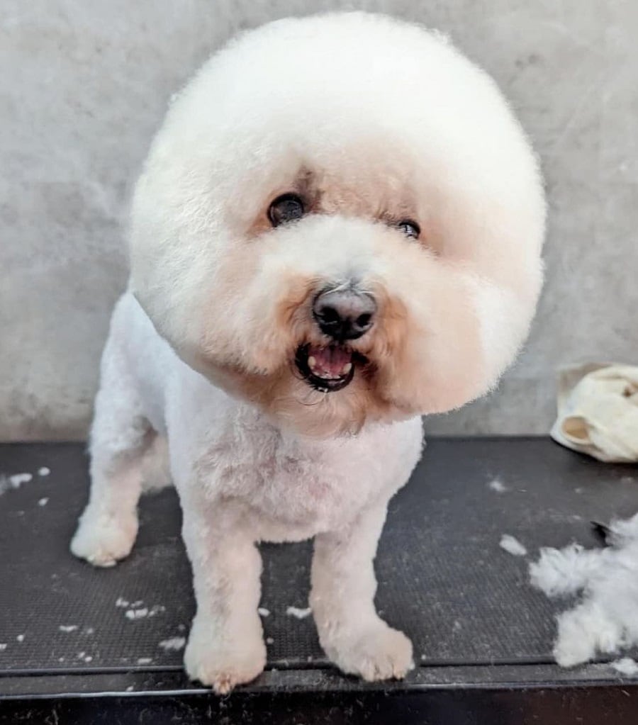 bichon frise with round shape cut