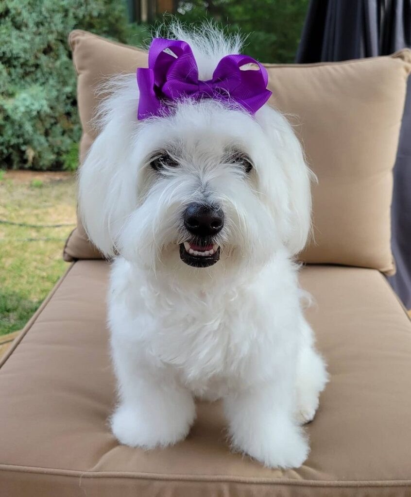 bichon frise with long layered haircut