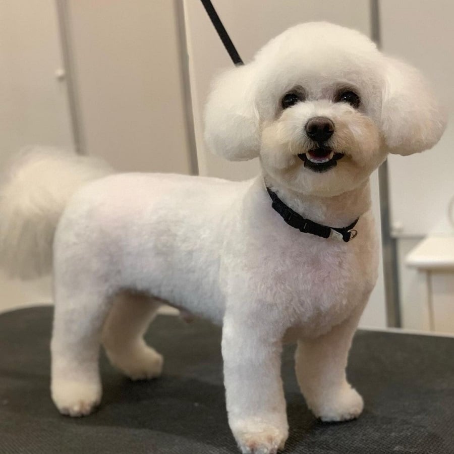 bichon frise with teddy bear haircut