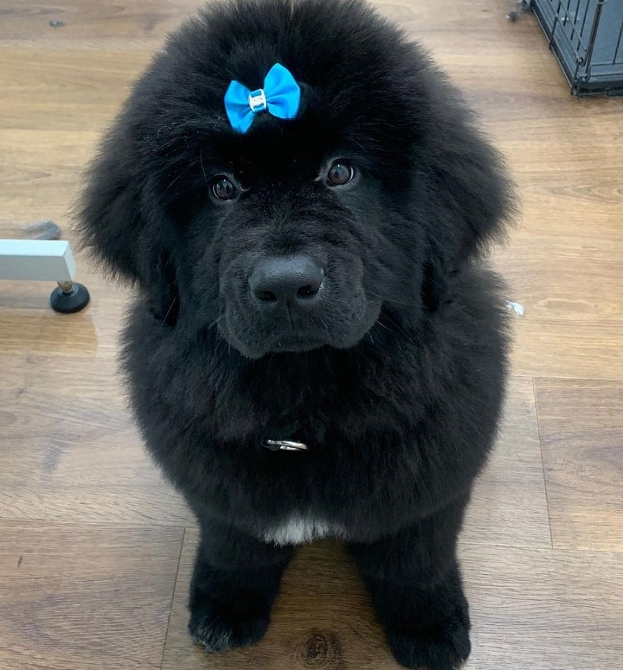 black newfoundland haircut