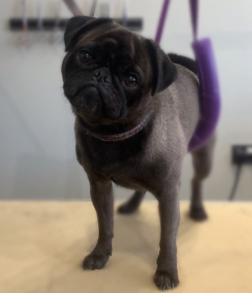 black pug haircut