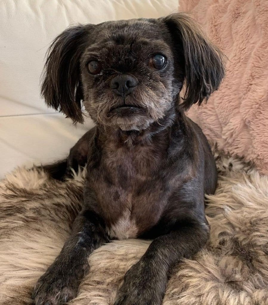 black pug with longer hair on ears