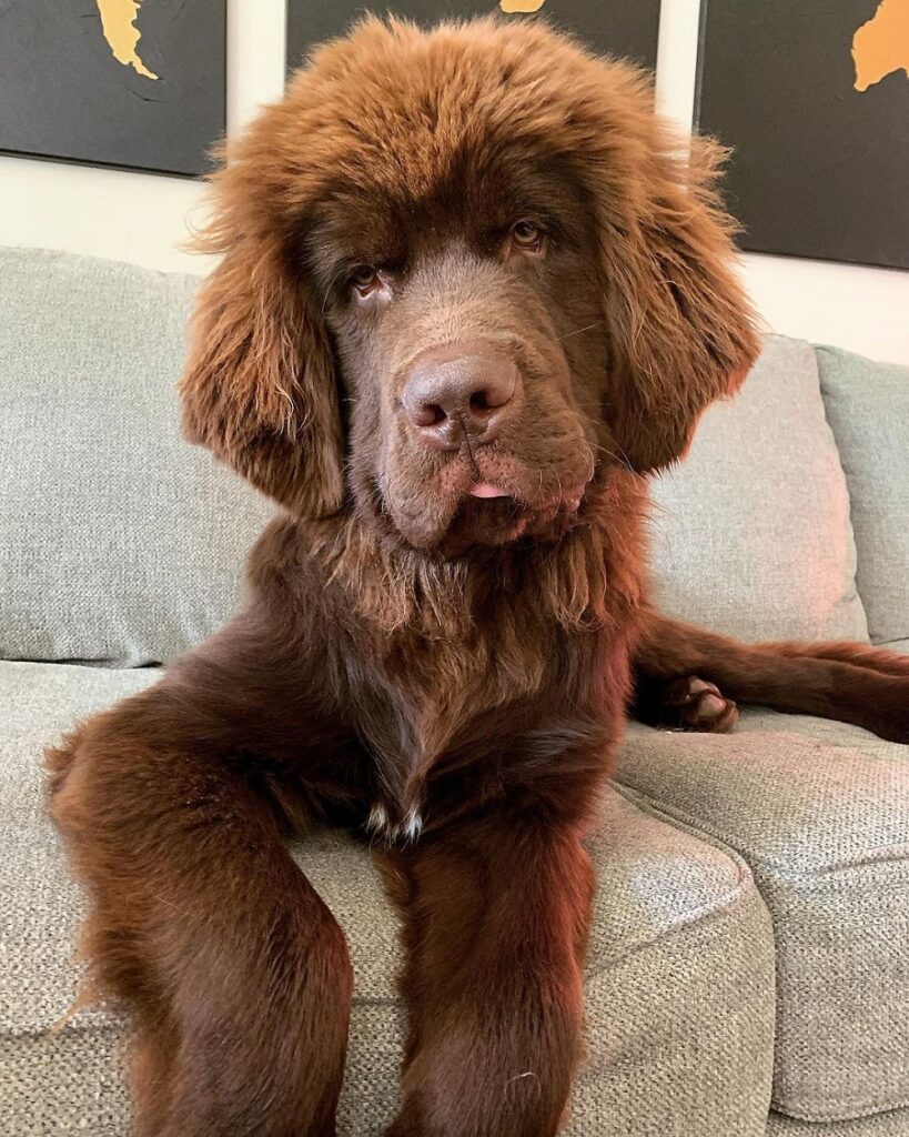 brown newfoundland with medium length haircut