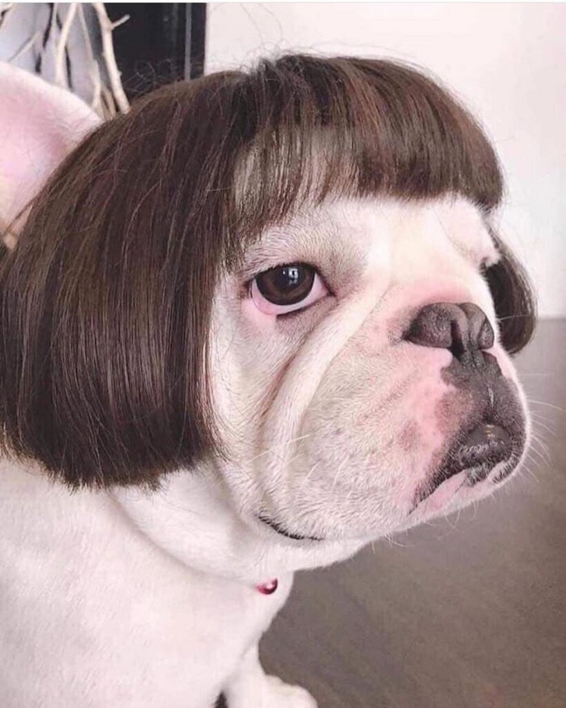 bulldog with bob cut