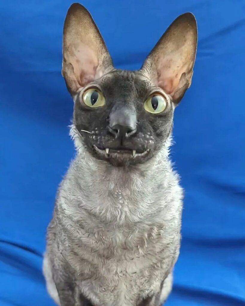 Cornish Rex Cat With Curly Hair