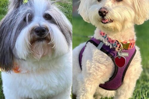 15 Stylish Coton de Tulear Haircuts in 2024