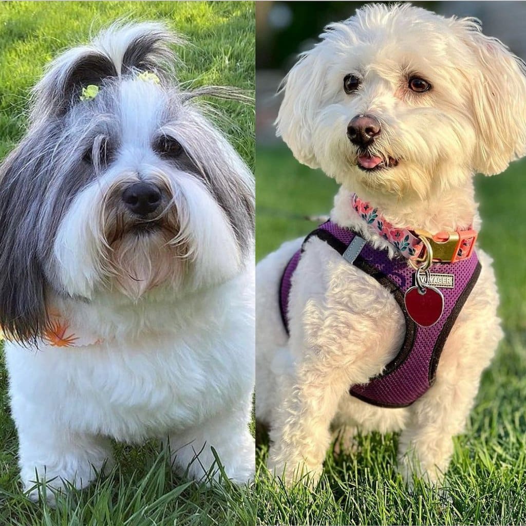 coton de tulear haircut