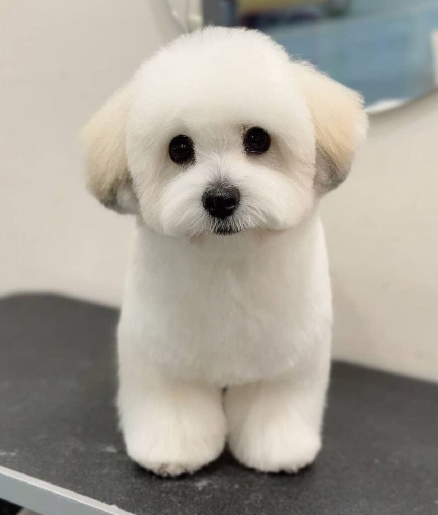 coton de tulear puppy cut