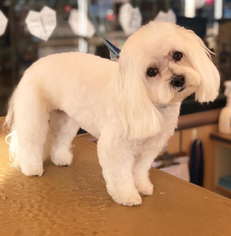 coton de tulear with blunt cut