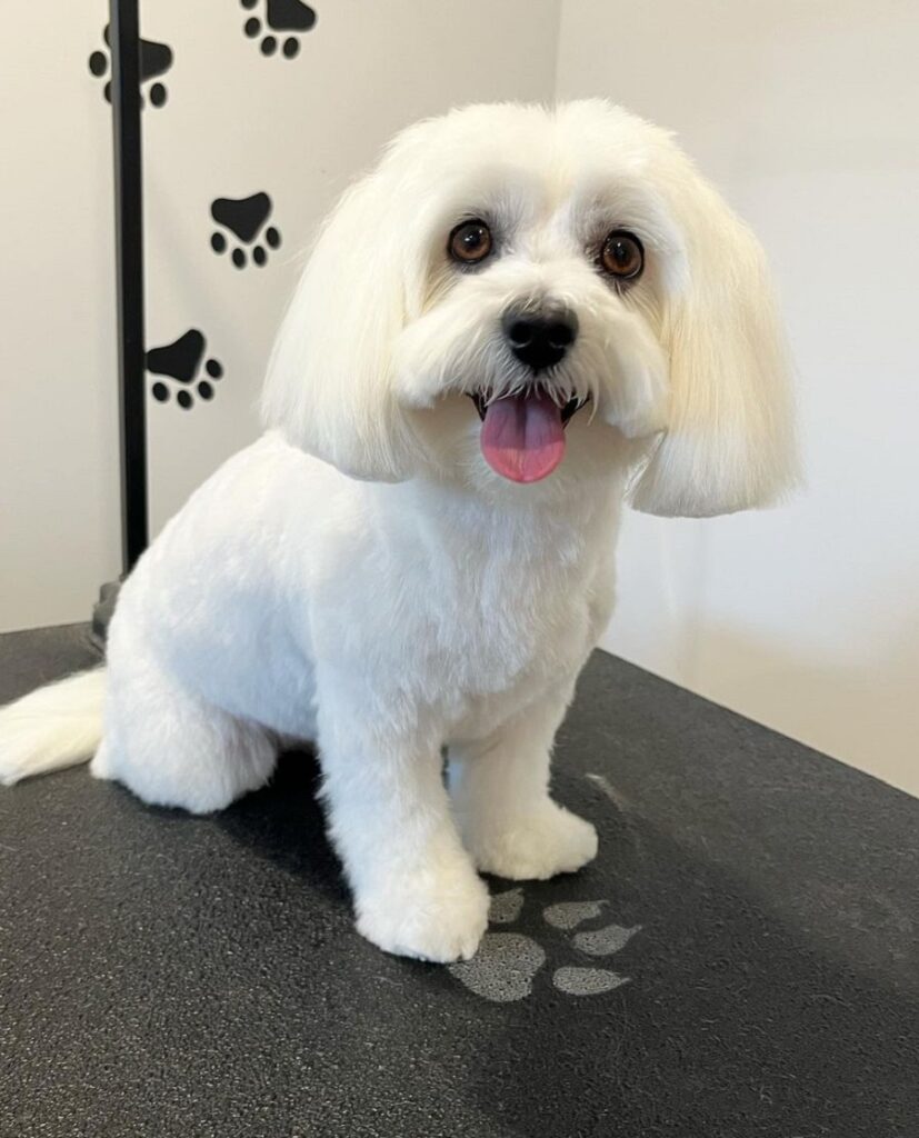 coton de tulear with bob cut