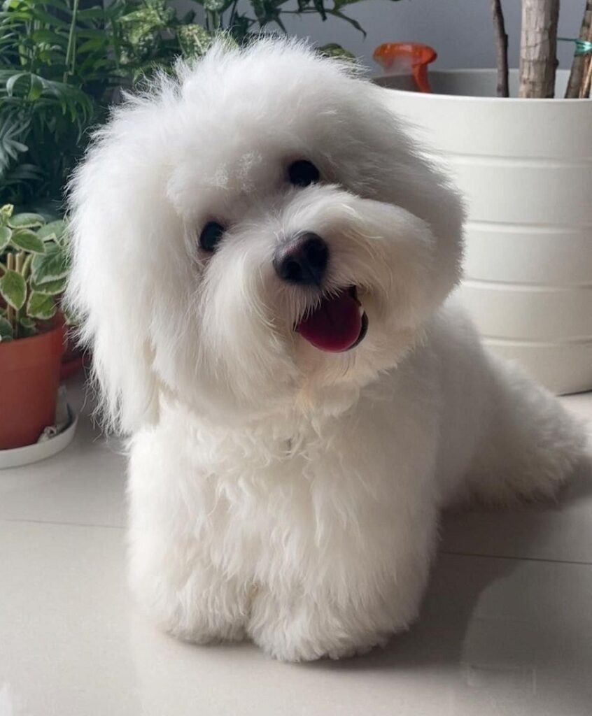 coton de tulear with fluffy rounded trimmed hair