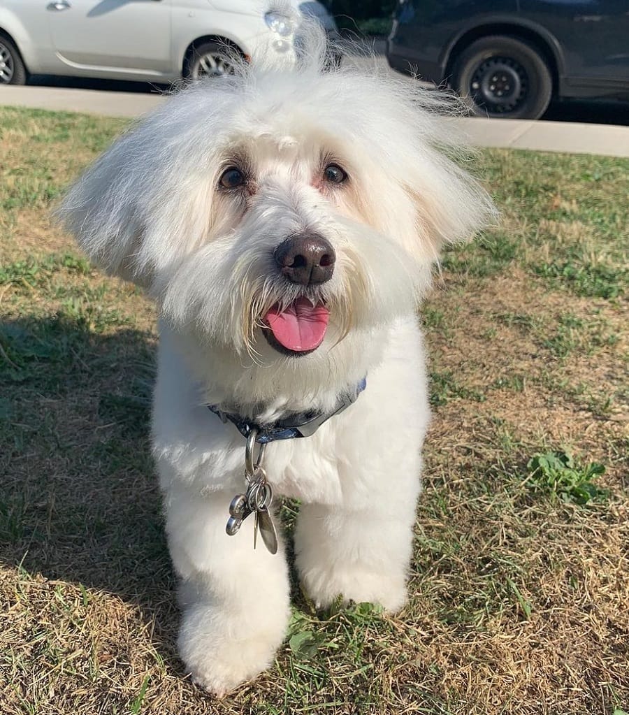 coton de tulear with messy hair