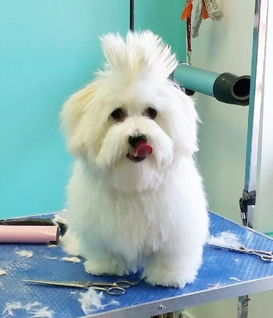 coton de tulear with mohawk haircut