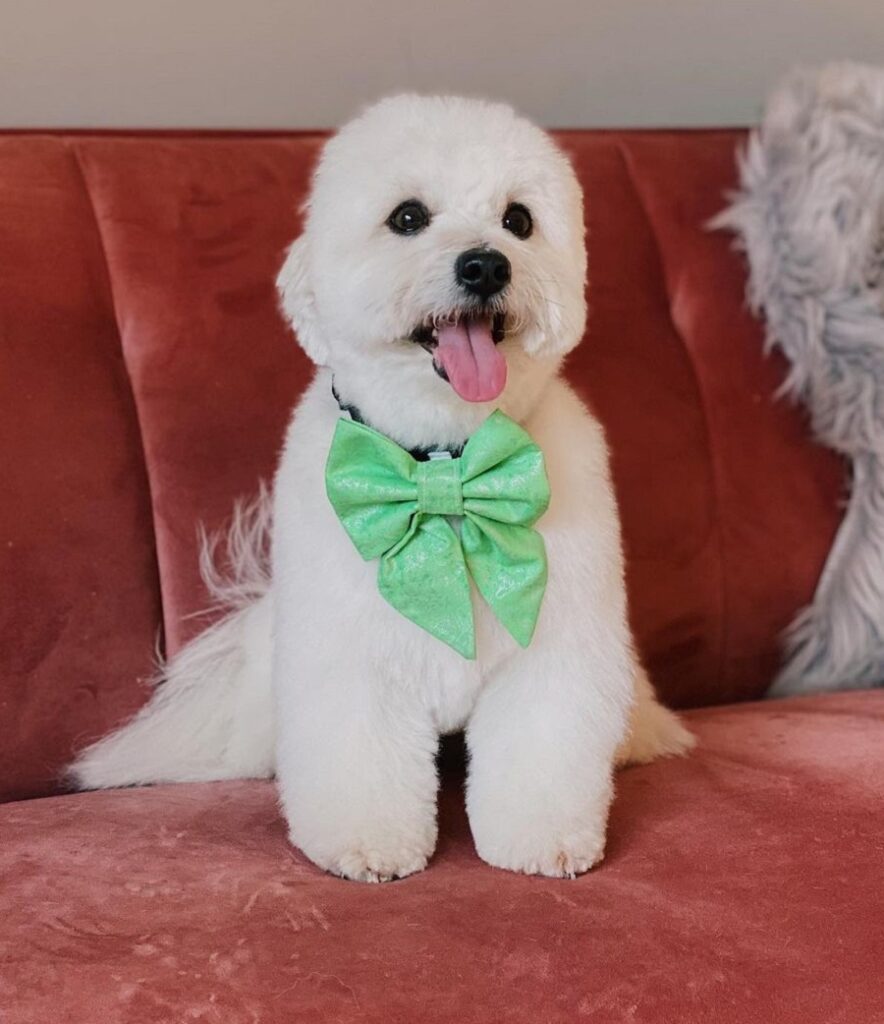 coton de tulear with short hair