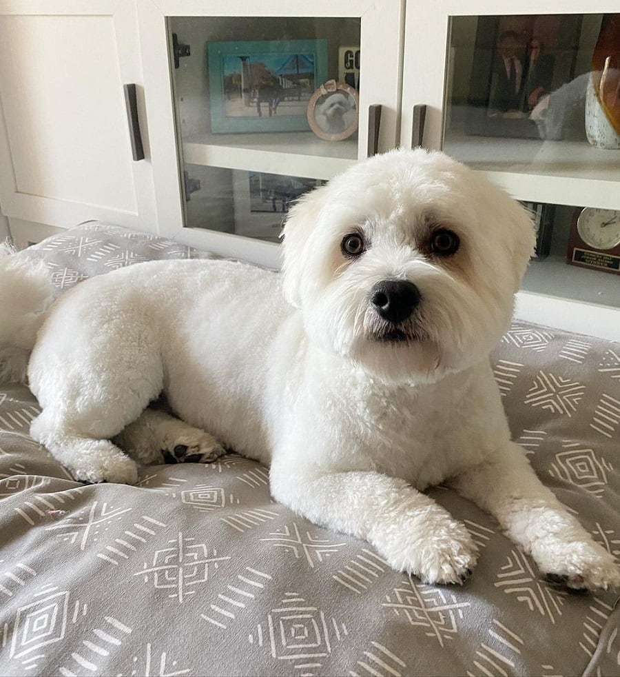 coton de tulear with summer haircut