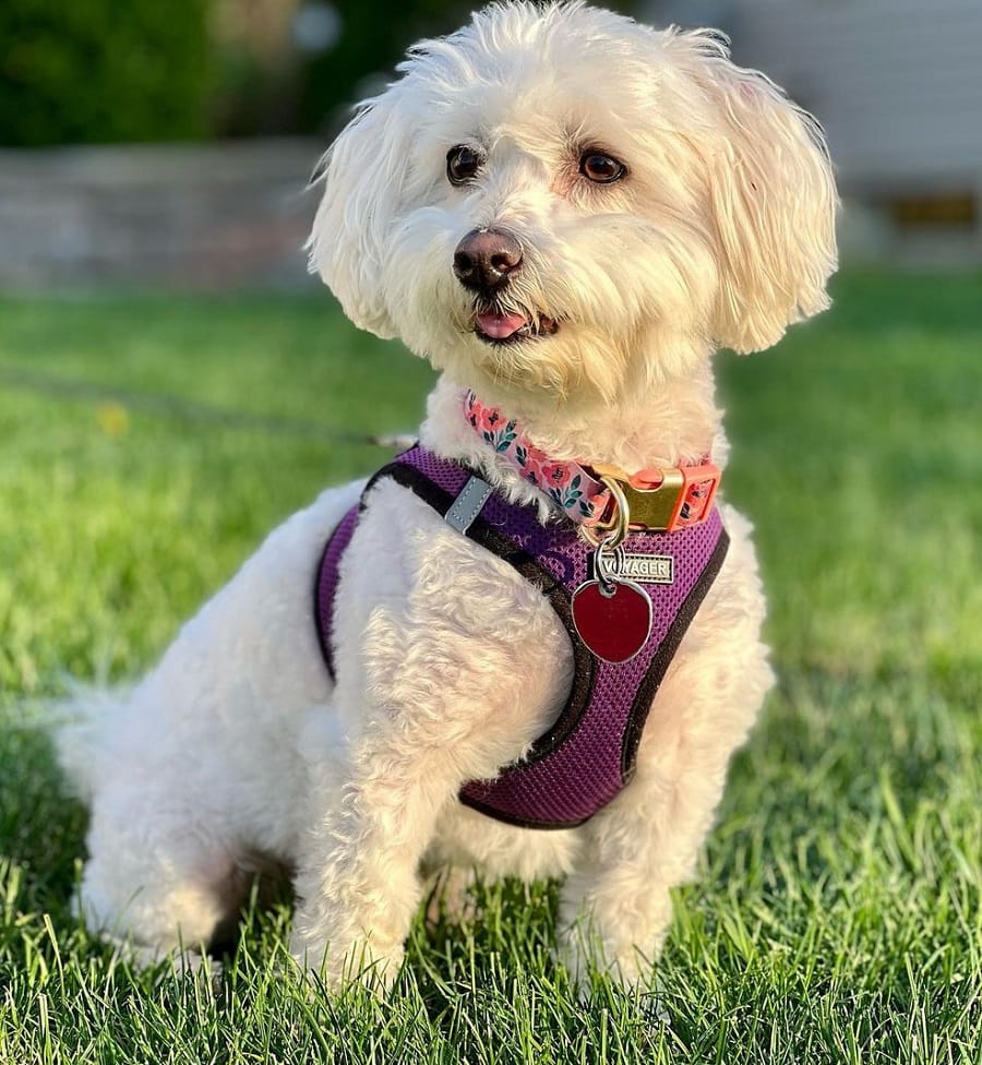 coton de tulear with teddy bear cut