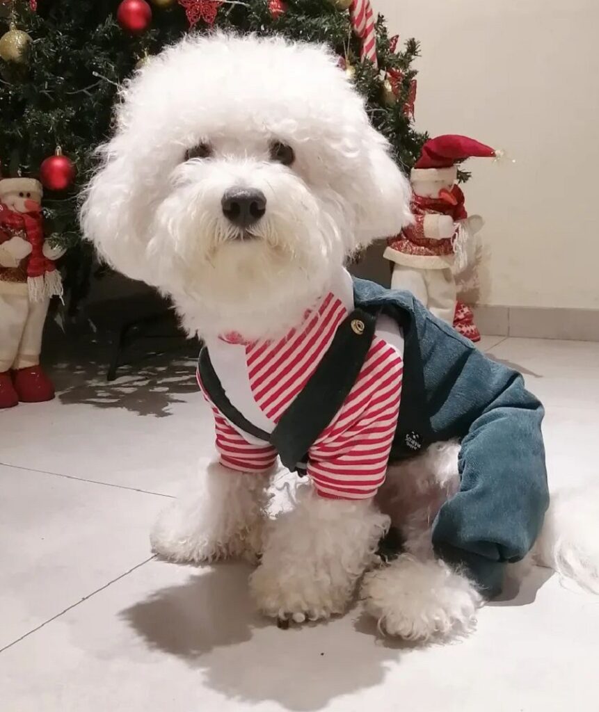 coton de tulear with winter cut