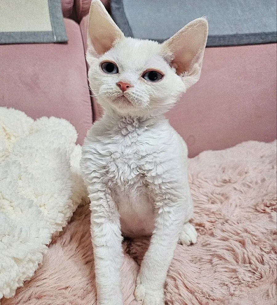 Devon Rex Cat With Curly Hair