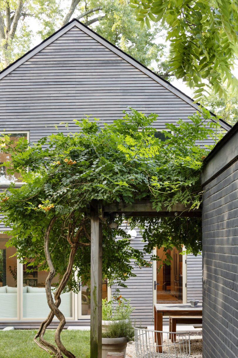 vine-like plant growing over pergola in a home's backyard