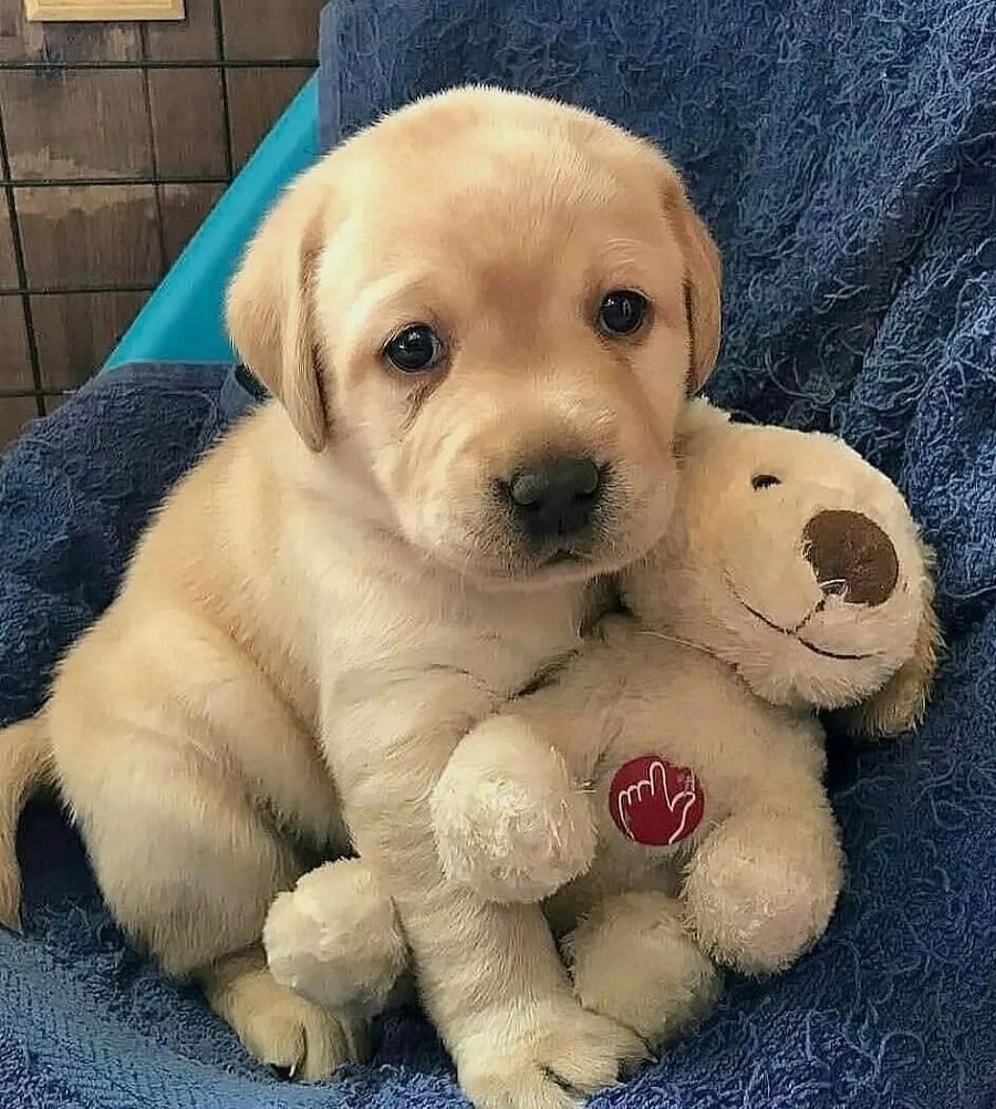 golden labrador retriever puppy haircut