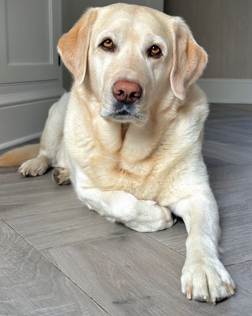 labrador retriever hair