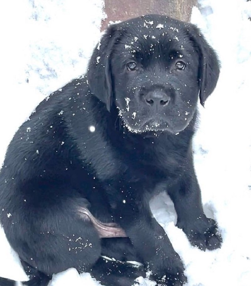 labrador retriever with winter cut