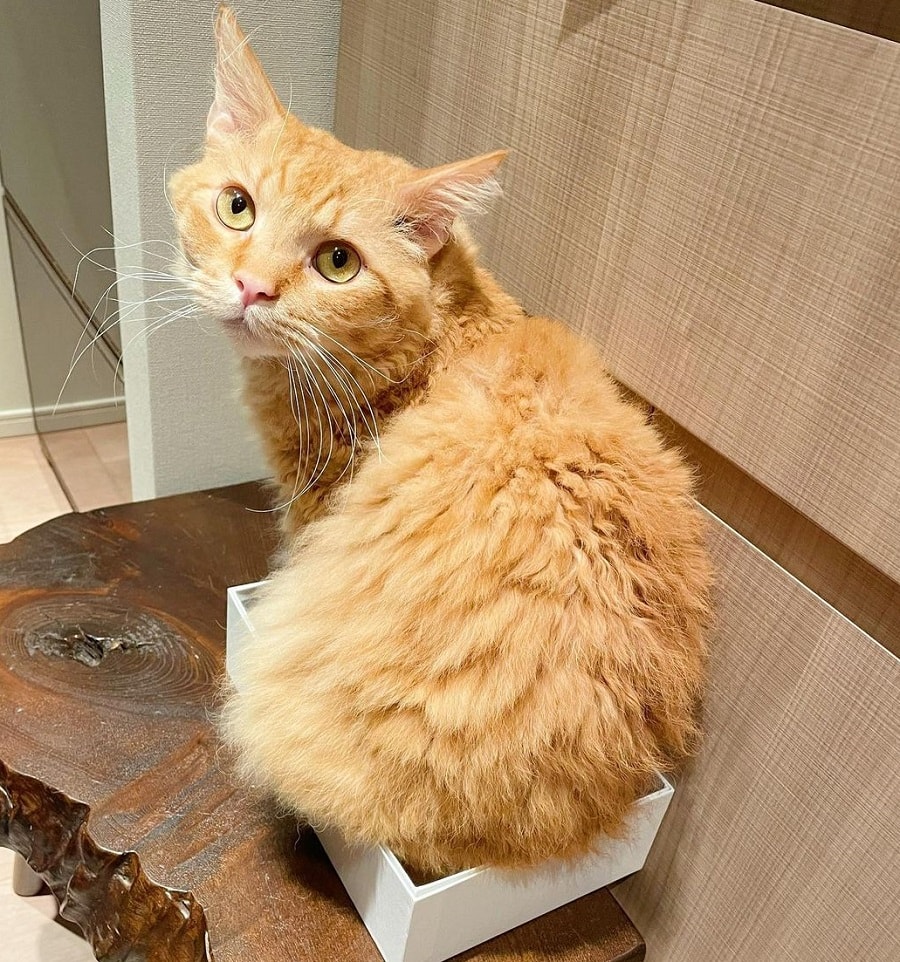 LaPerm Cat With Curly Hair