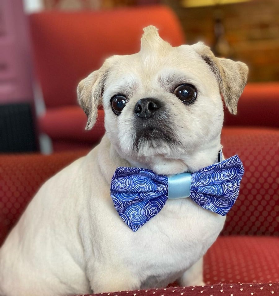 mixed pug haircut