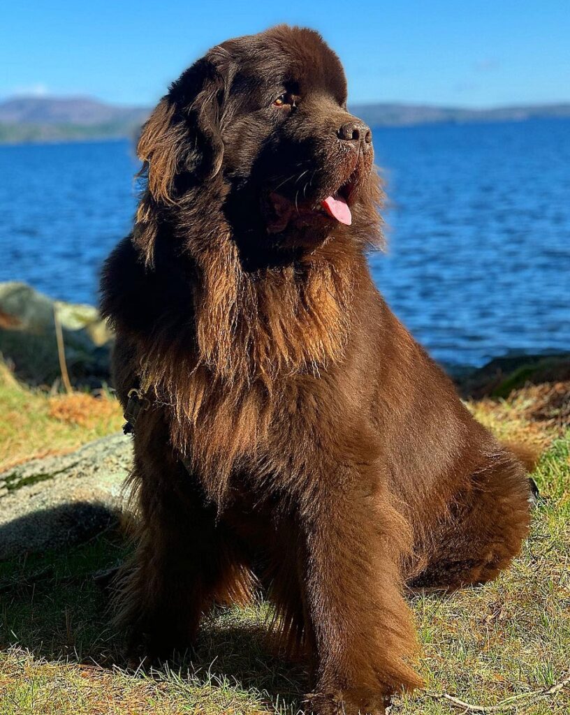 newfoundland hair