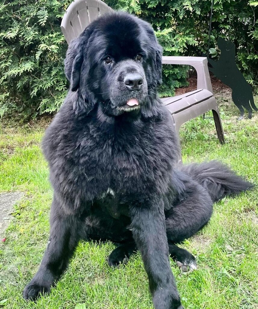 newfoundland short haircut