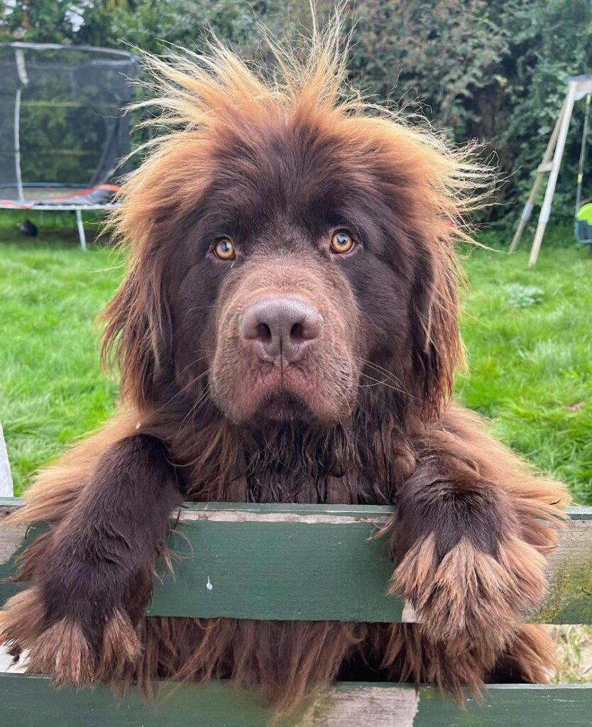 newfoundland with messy hair