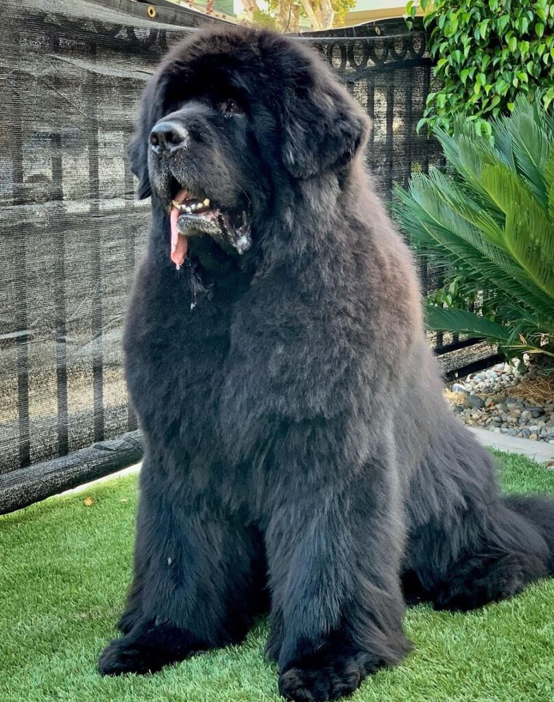 newfoundland with summer cut