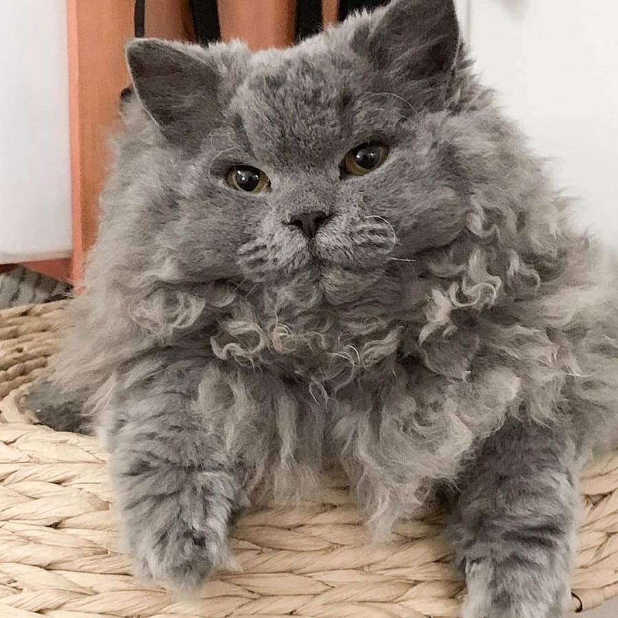 Oregon Rex Cat With Curly Hair