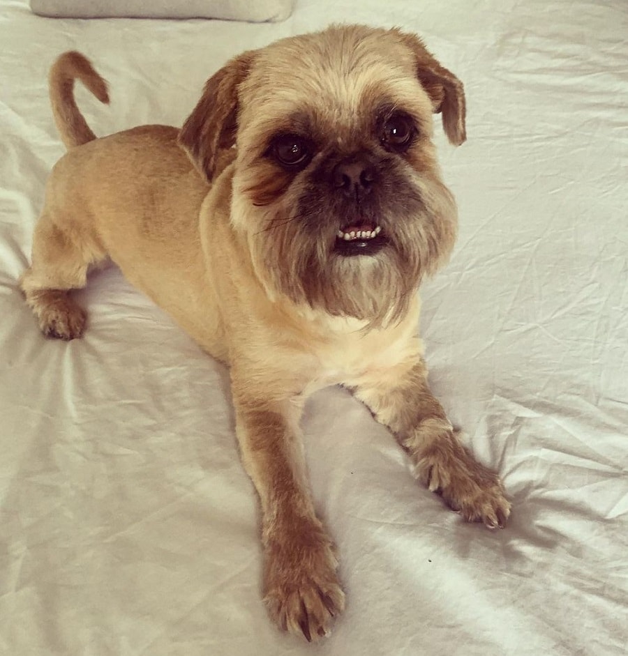 pug haircut with beard