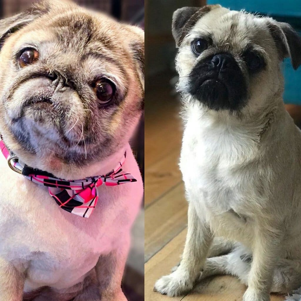 pug haircut