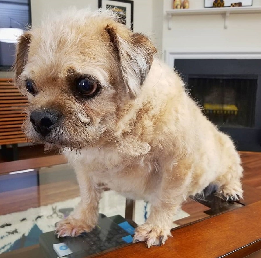 pug with curly hair