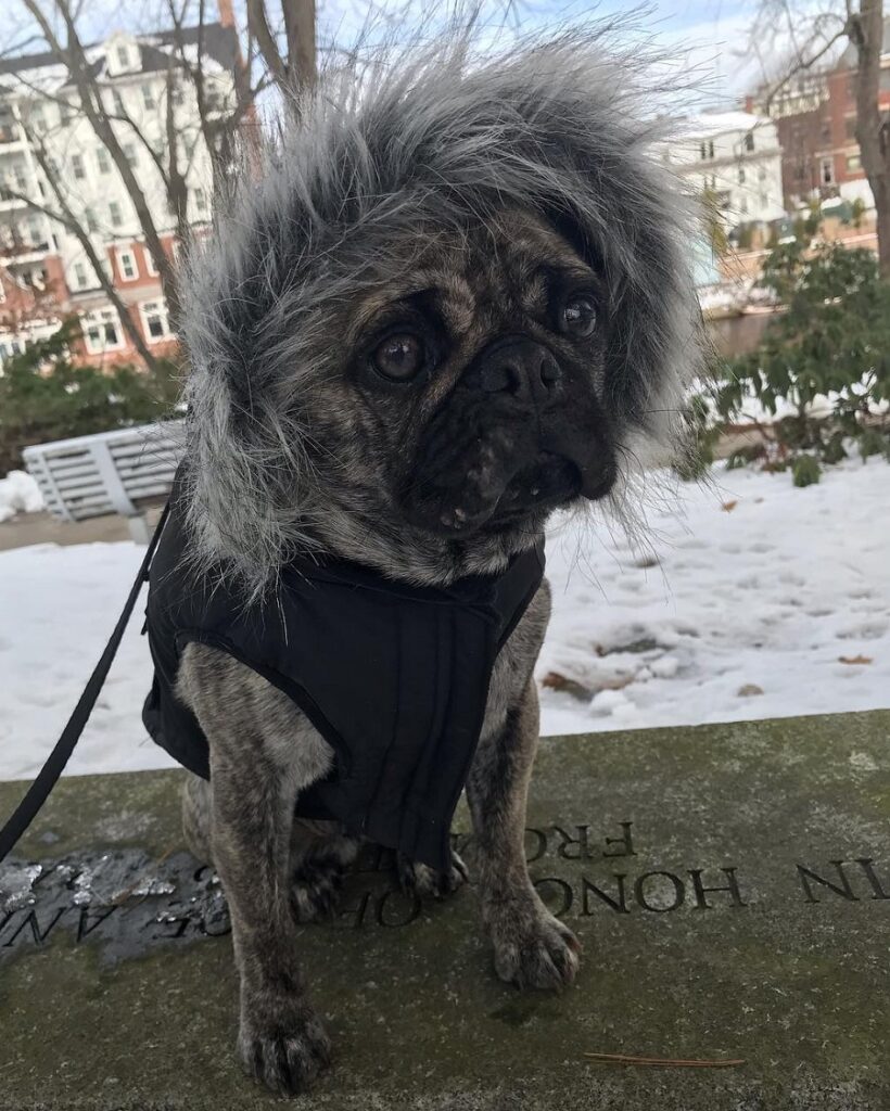 pug with wig