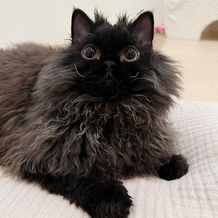 Selkirk Rex Cat With Curly Hair