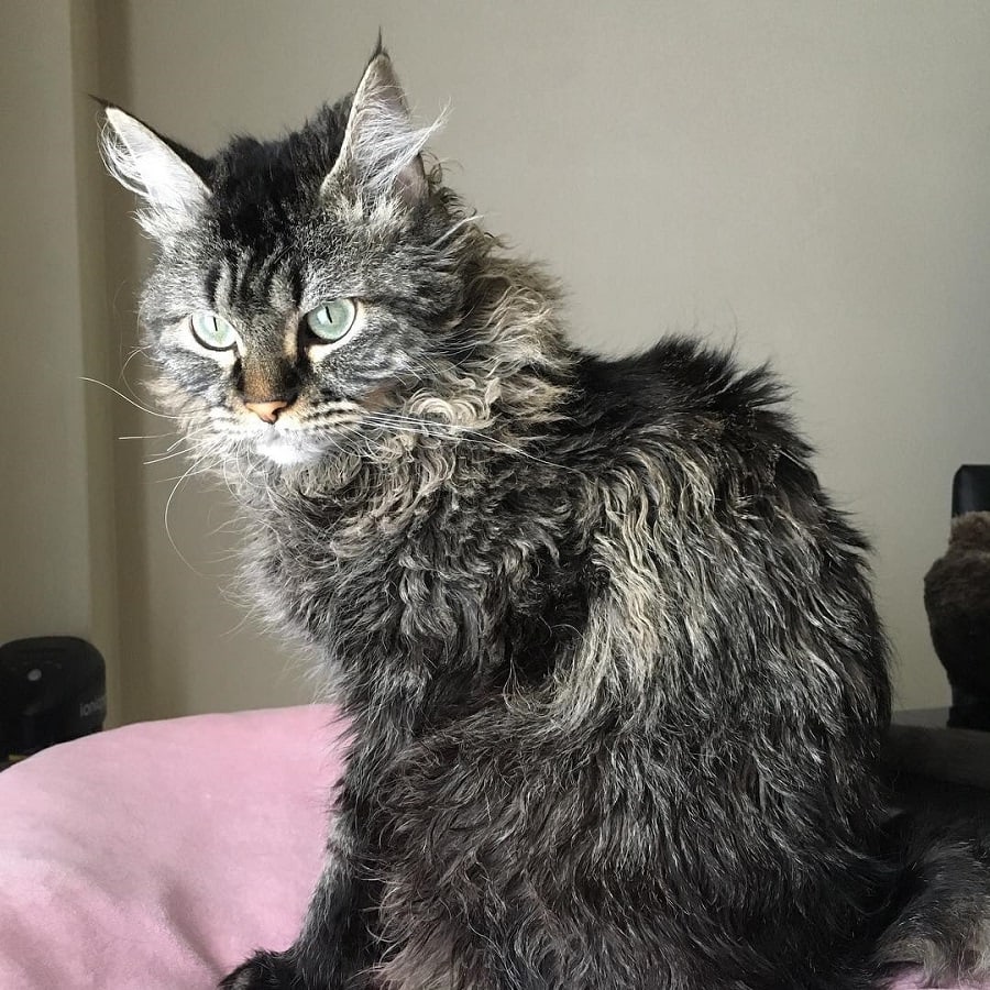 Skookum Cat With Curly Hair