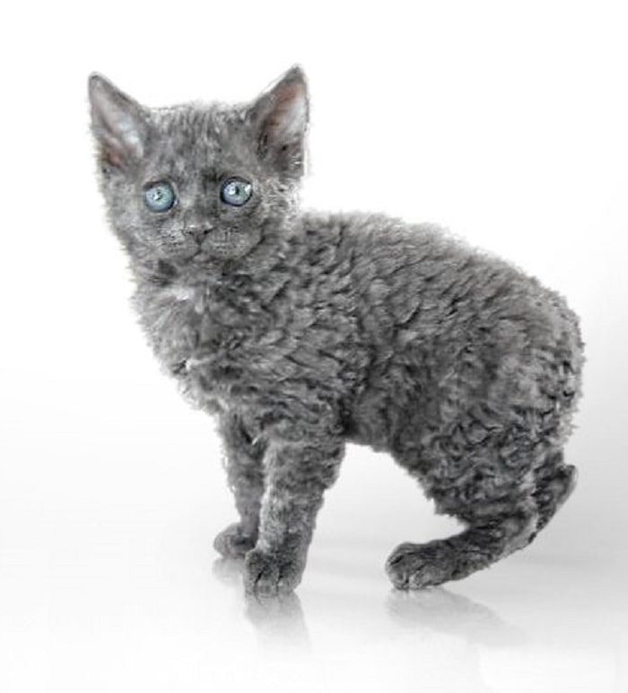 Tasman Manx Cat With Curly Hair