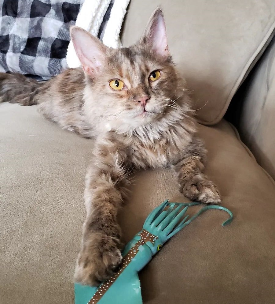 Tennessee Rex Cat With Curly Hair